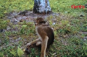 Melihat Lebih Dekat Sekolah Tinggi Ilmu Baruak (STIB) Apar Mandiri